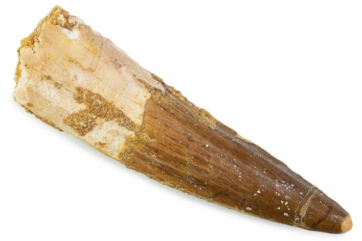 Fossil Spinosaurus Tooth - Real Fossil Tooth #373966